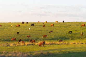 Gestão de custos e eficiência na pecuária moderna: João Eustáquio De Almeida Junior analisa estratégias para produzir mais, melhor e com rentabilidade no campo.