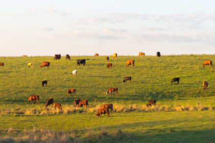 Gestão de custos e eficiência na pecuária moderna: João Eustáquio De Almeida Junior analisa estratégias para produzir mais, melhor e com rentabilidade no campo.