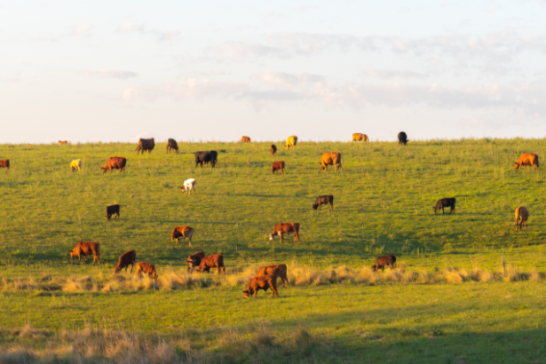 Gestão de custos e eficiência na pecuária moderna: João Eustáquio De Almeida Junior analisa estratégias para produzir mais, melhor e com rentabilidade no campo.