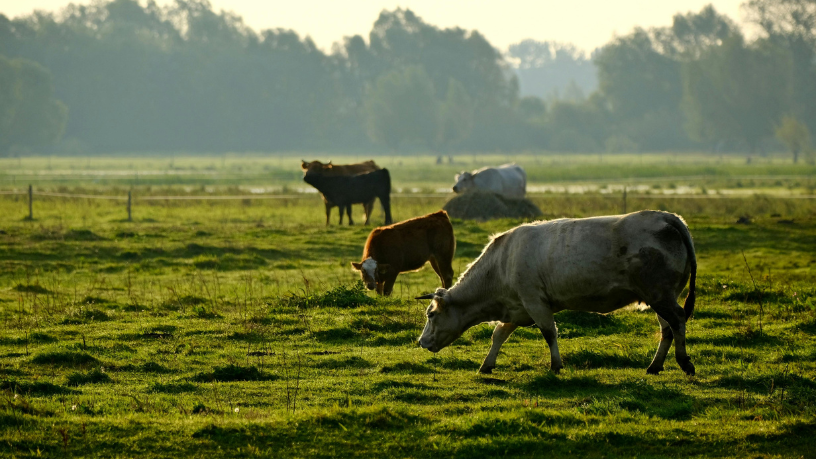 Na pecuária moderna, eficiência começa no controle de custos: João Eustáquio De Almeida Junior compartilha caminhos para uma gestão mais inteligente e sustentável.